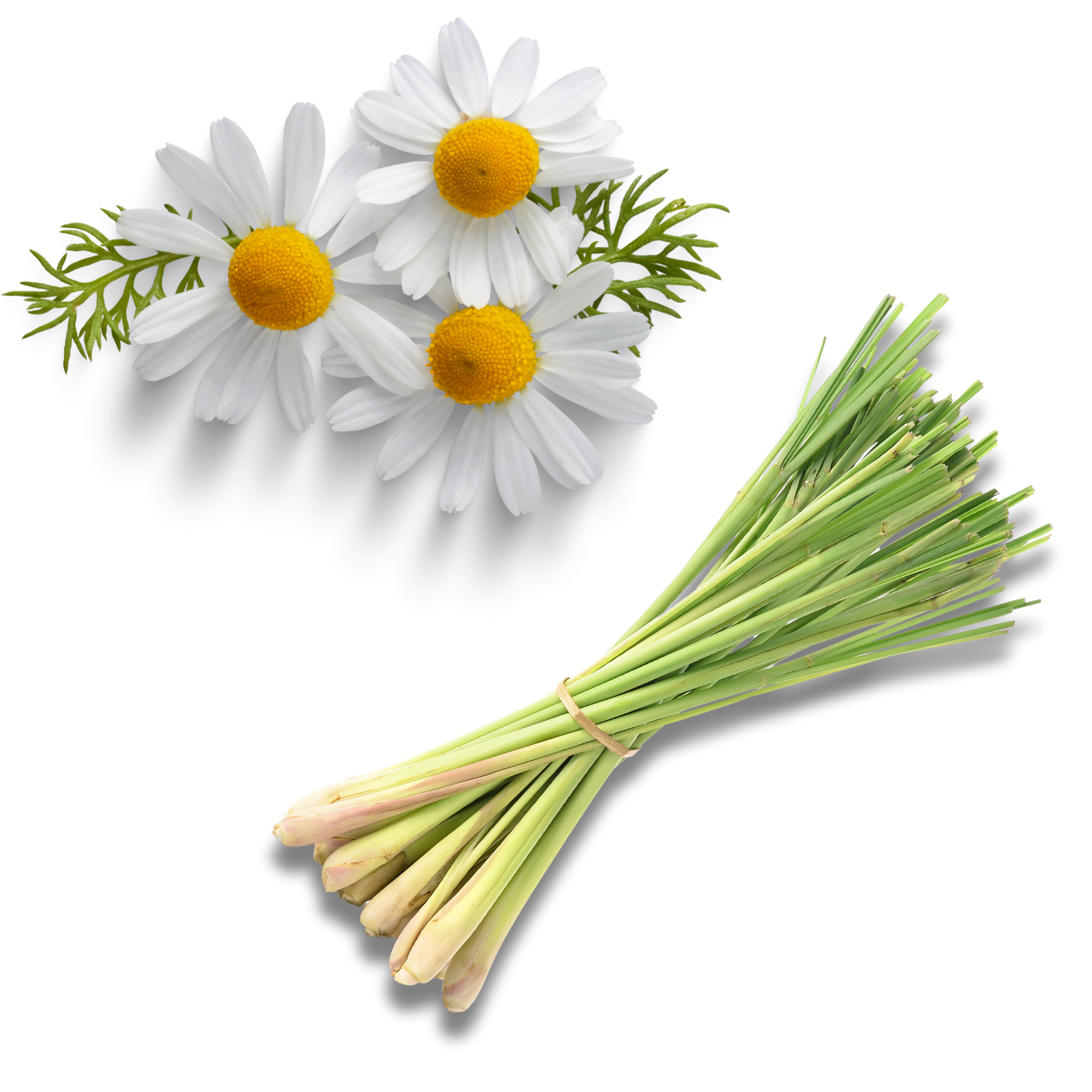 Chamomile flowers and fresh lemon grass displayed as calming herbal ingredients used in the Stomach Soothe tea blend.