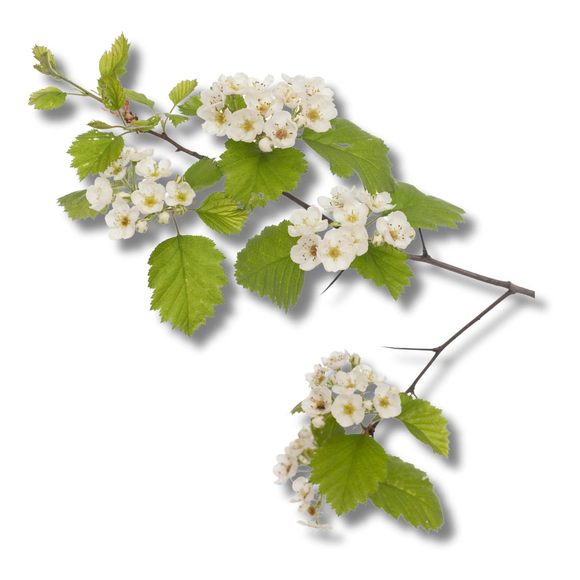 Hawthorn leaf and flower shown as a traditional botanical used to support cardiovascular and heart health.