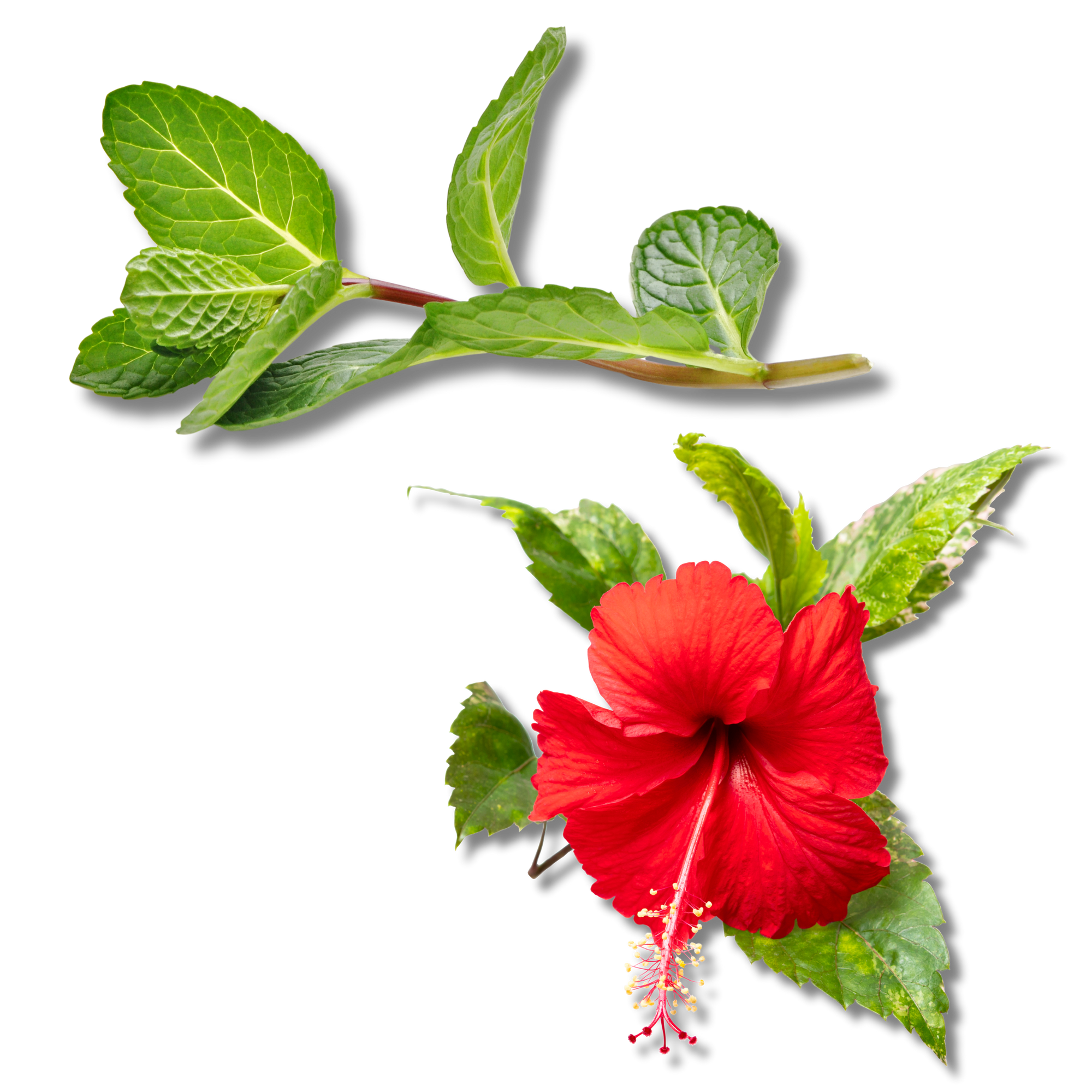 Hibiscus flower and peppermint leaves displayed as refreshing botanicals used to support circulation and digestive comfort.