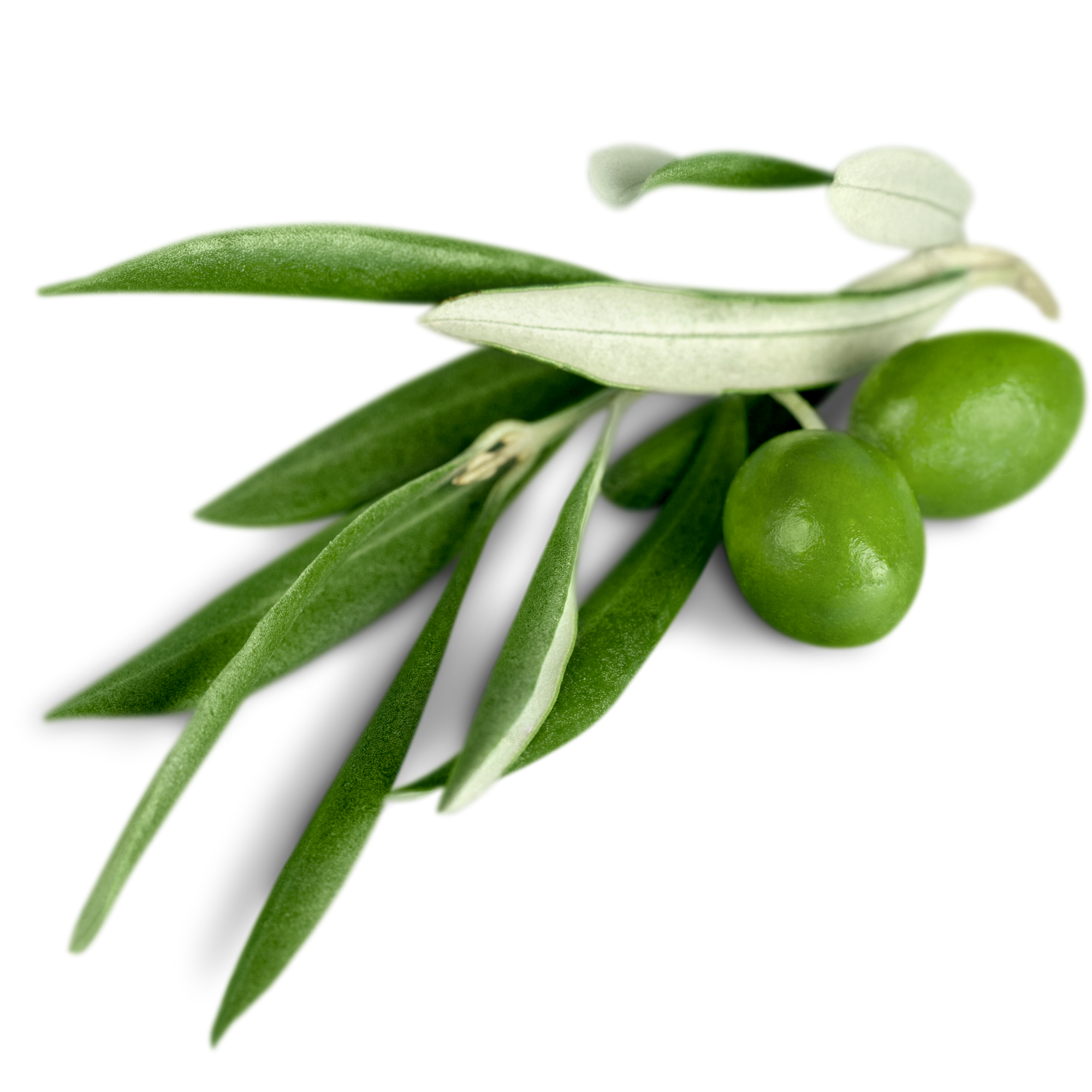Olive leaves with olives shown as a plant ingredient known for antioxidant and heart health support.