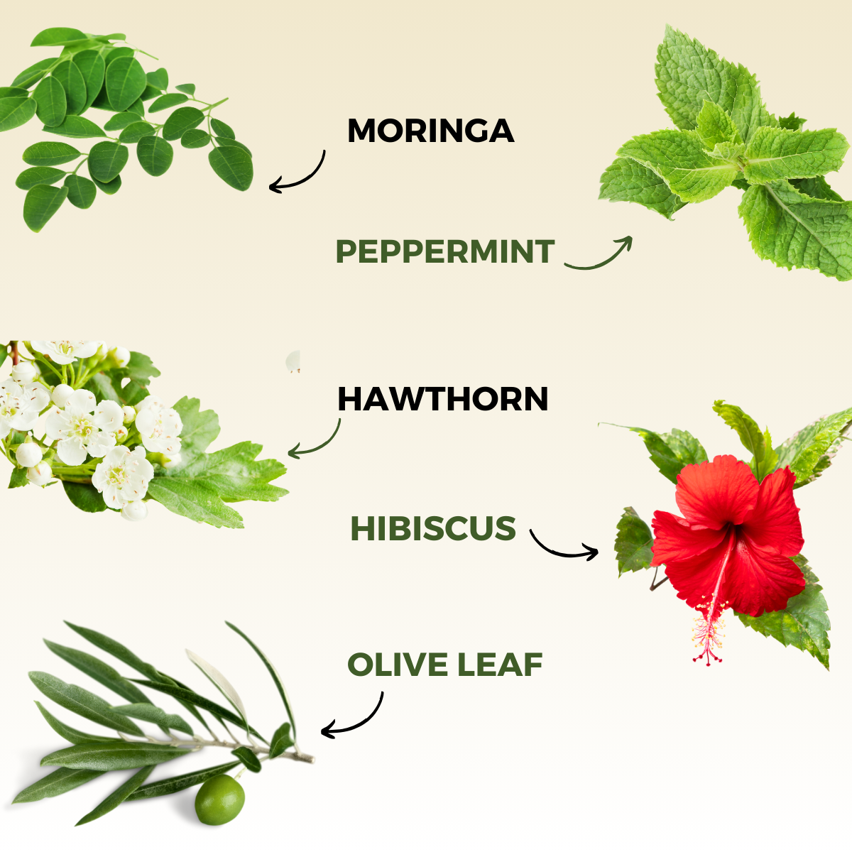 Soothe and Renew tea botanical ingredients including moringa, peppermint, hawthorn, hibiscus, and olive leaf.
