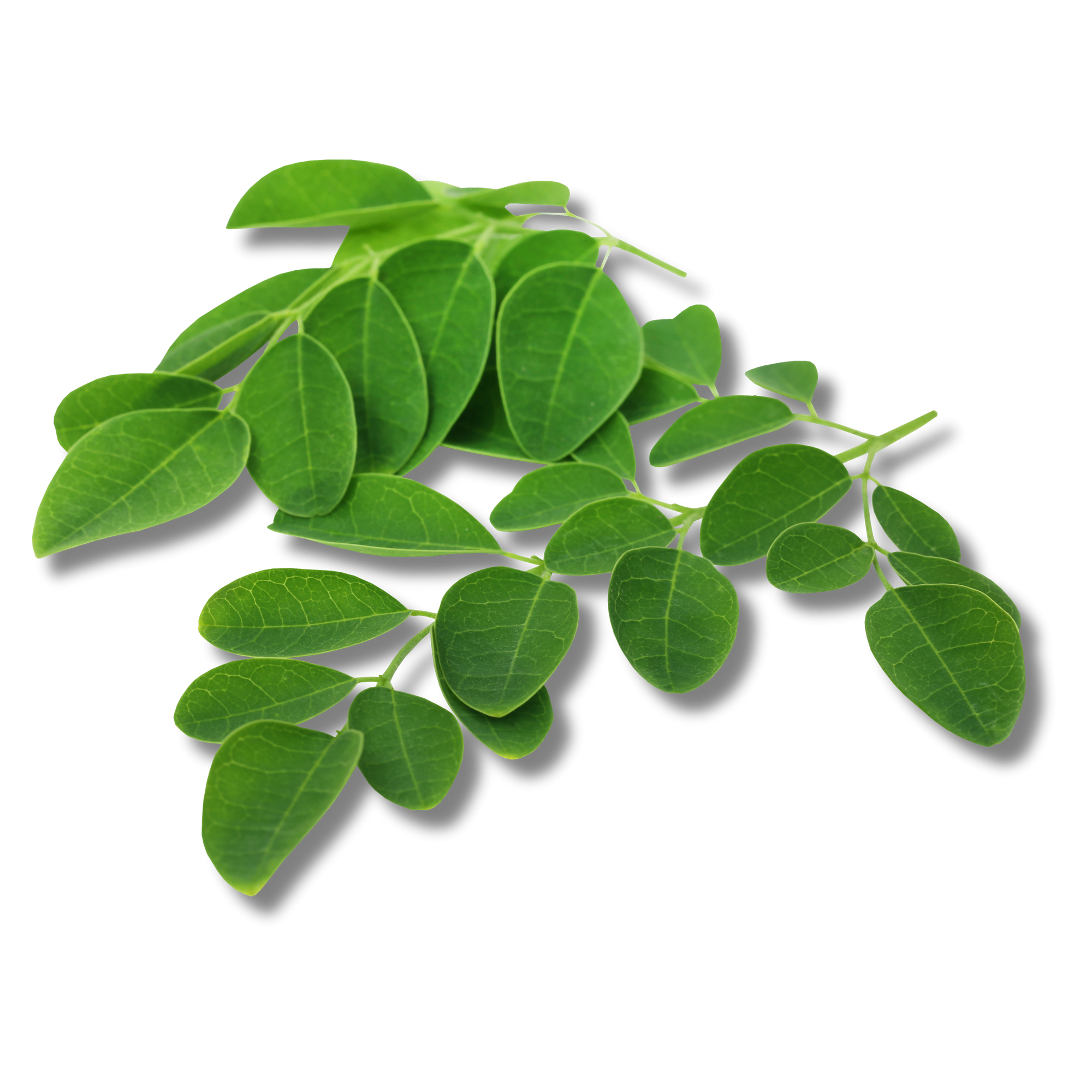 Fresh moringa leaves displayed as a nutrient dense botanical used for daily wellness support.